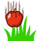 Fruit Catcher